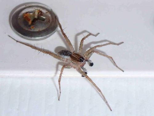 Pardosa sp.